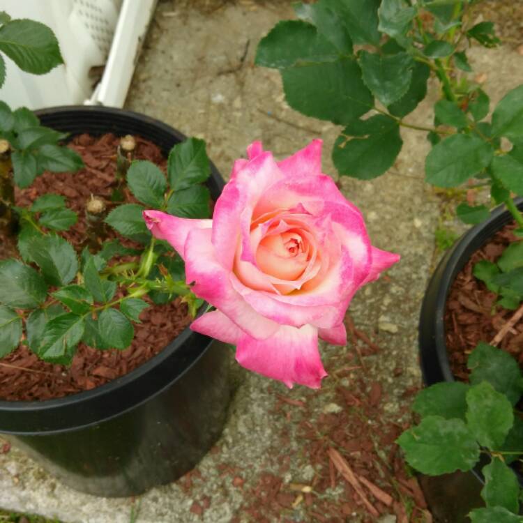 plant image 366908