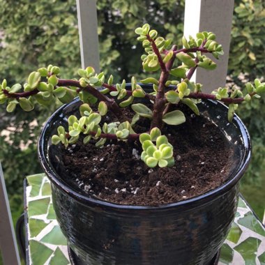 Portulacaria Afra