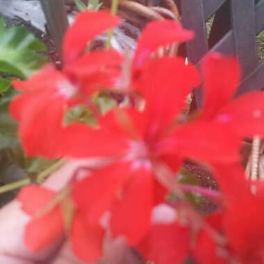 chelle's garden