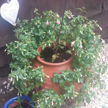 chelle's garden