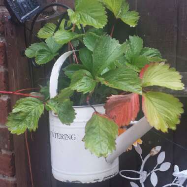 chelle's garden