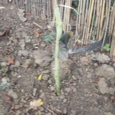 chelle's garden