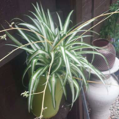 chelle's garden
