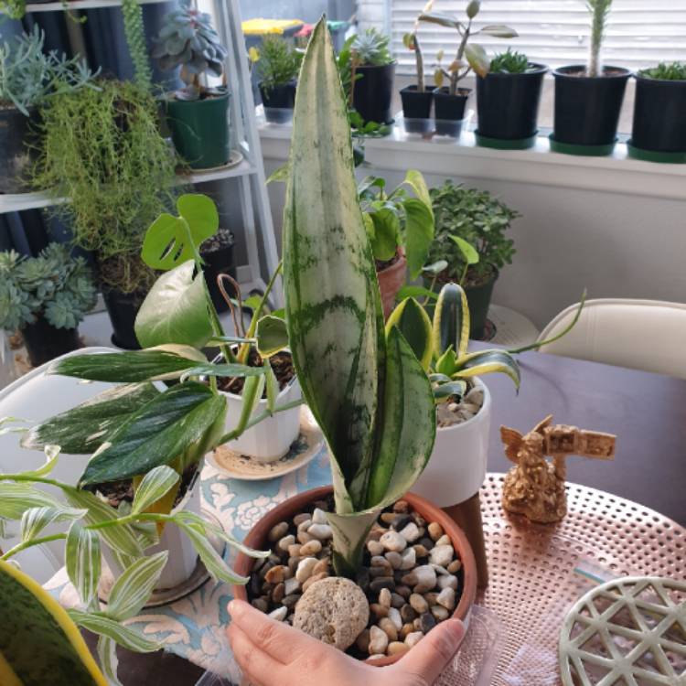 Plant image Sansevieria Black Coral
