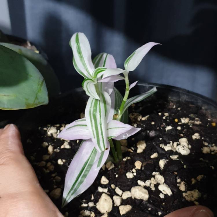 Plant image Tradescantia zebrina 'Discolor'