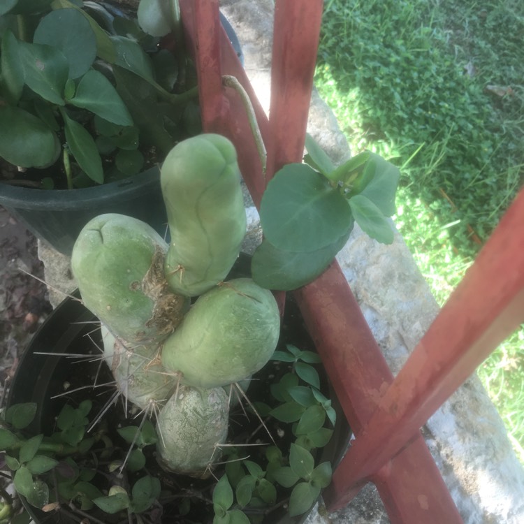 Plant image Trichocereus bridgesii 'Montrose'