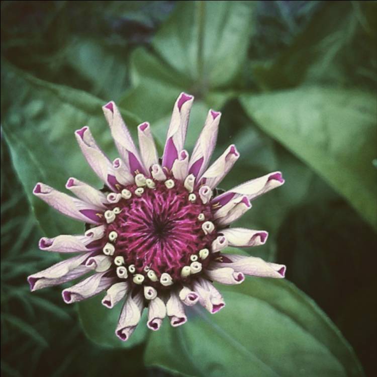 Plant image Zinnia elegans 'Purple Prince'