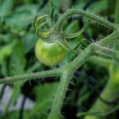 Solanum Lycopersicum var. cerasiforme 'Supersweet 100'