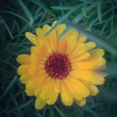 Coreopsis lanceolata