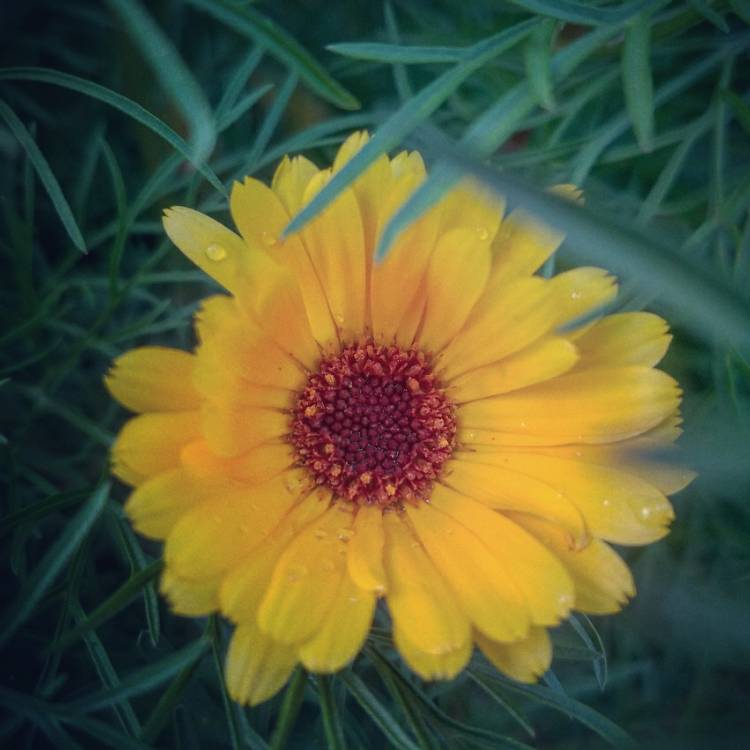 Plant image Coreopsis lanceolata