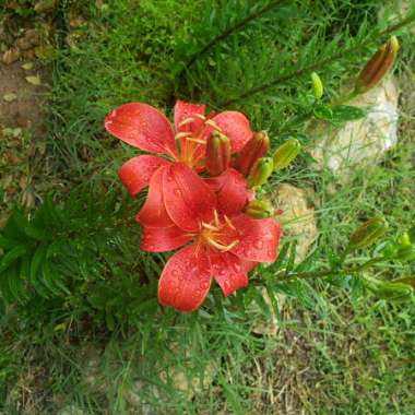 Chelsey's garden