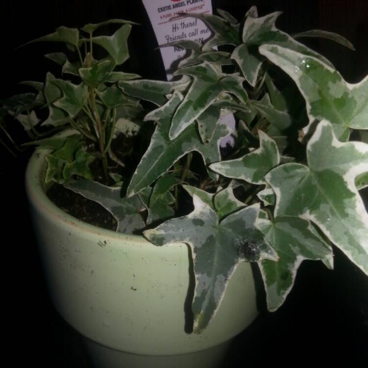 plant image 476955