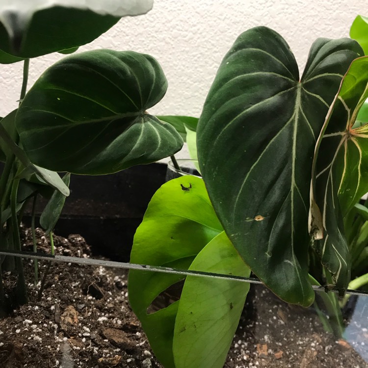 plant image 1005396