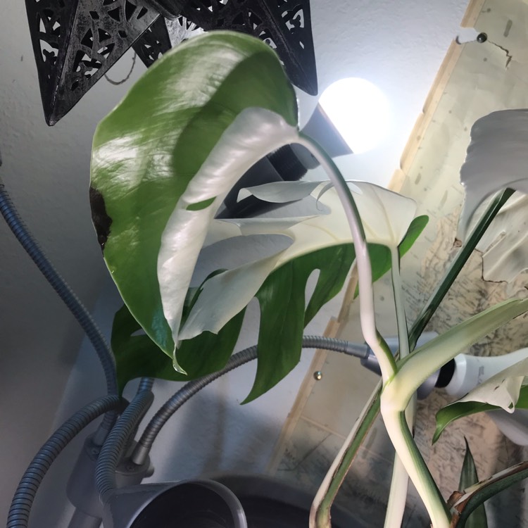 plant image 1011517 plant image 1011517