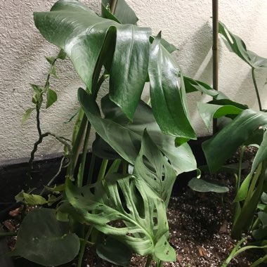 Chelsea's garden