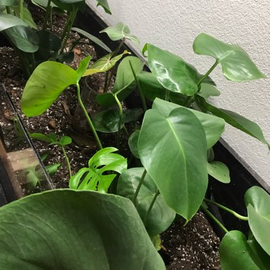 Chelsea's garden