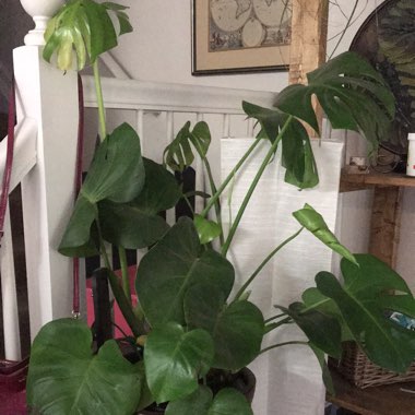 Monstera deliciosa