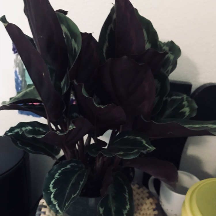 Plant image Calathea roseopicta 'Medallion'