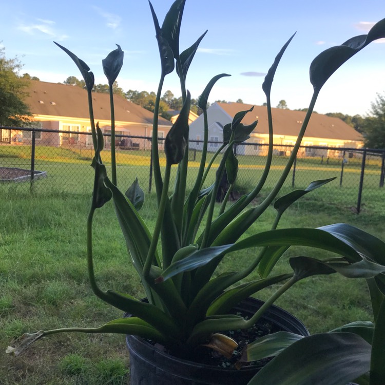 Plant image Alocasia 'Stingray'