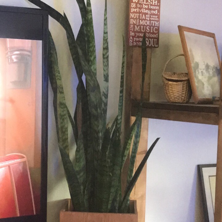 Plant image Sansevieria Black Coral