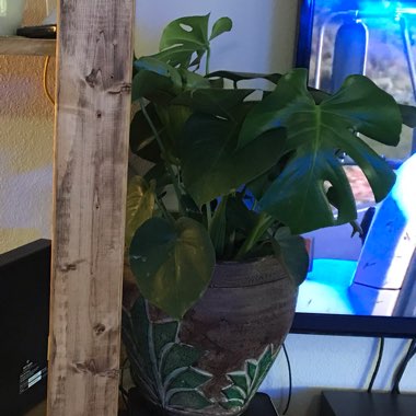 Swiss Cheese Plant