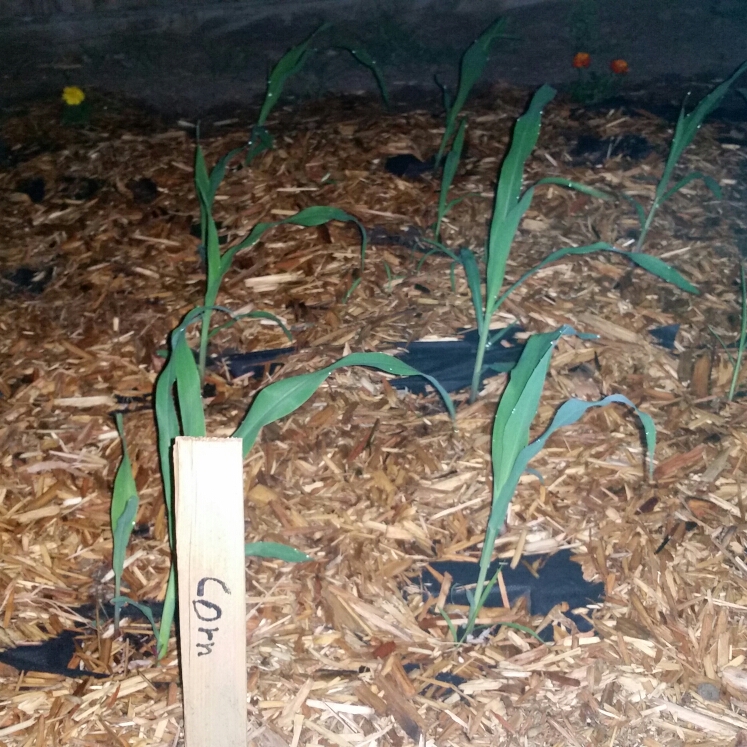 Plant image Zea mays 'Golden Bantam'