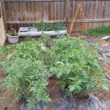 Tomato 'Abraham Lincoln'