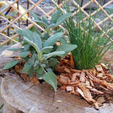 Garden Sage