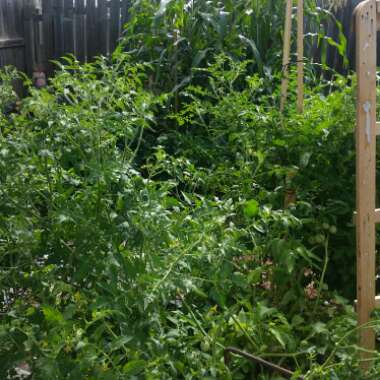 Tomato 'Abraham Lincoln'