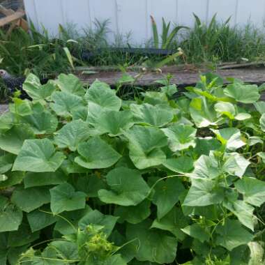 Chelsy's garden