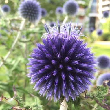 Globe Thistle 'Veitch's Blue'