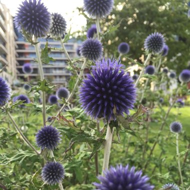 Globe Thistle 'Veitch's Blue'
