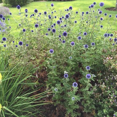 Globe Thistle 'Taplow Blue'