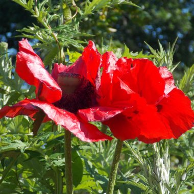 Anemone De Caen Red
