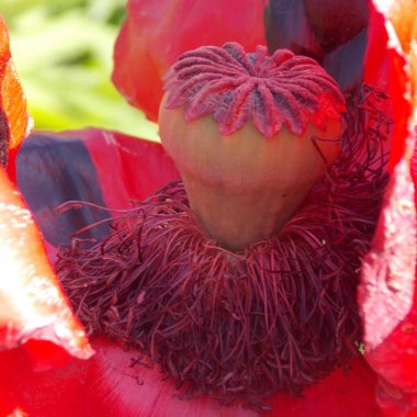 Anemone De Caen Red