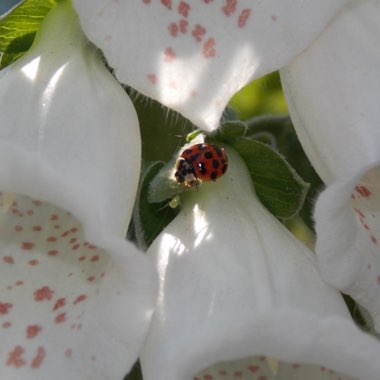 Red Star 'Lily Jean'