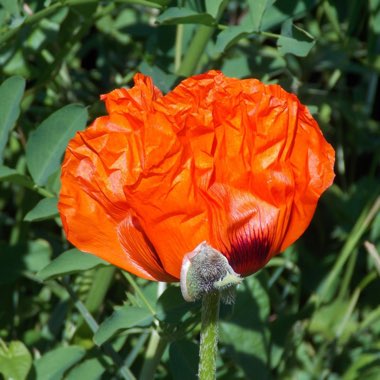 Oriental Poppy 'Allegro'