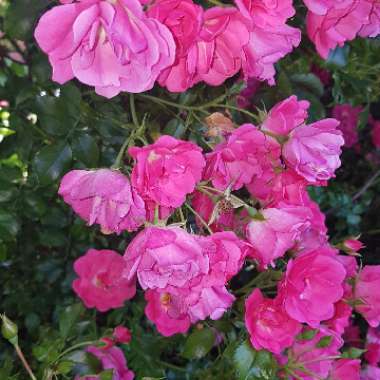 Teresa's garden