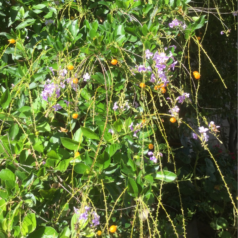 Duranta 'Geisha Girl'