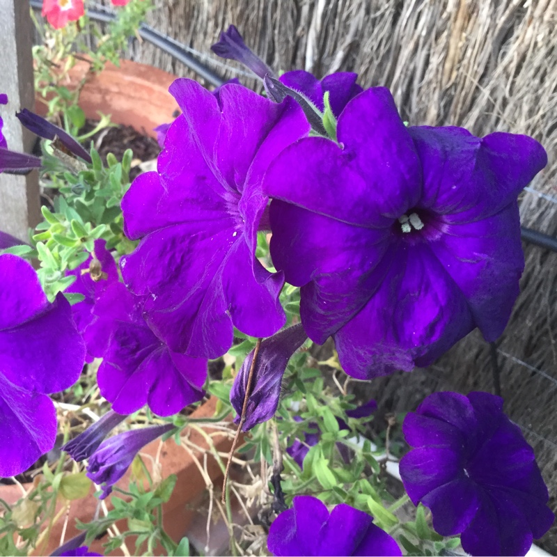 Petunia