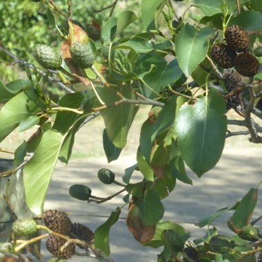 Chenda's garden