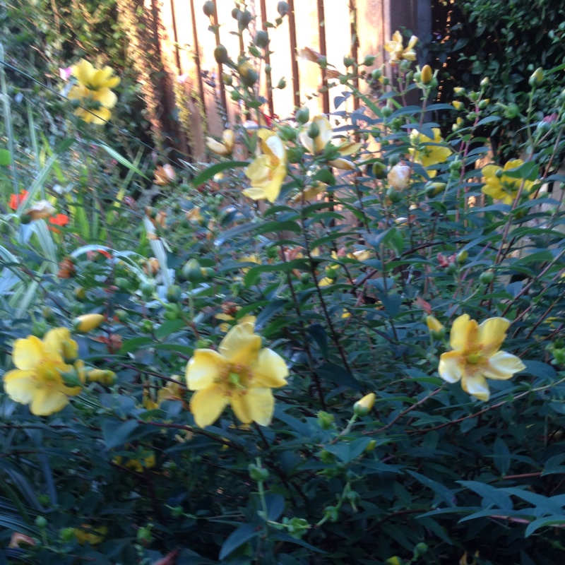 Cheri's garden