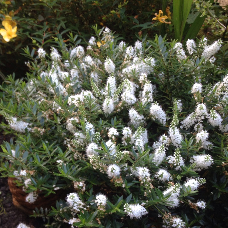 Cheri's garden
