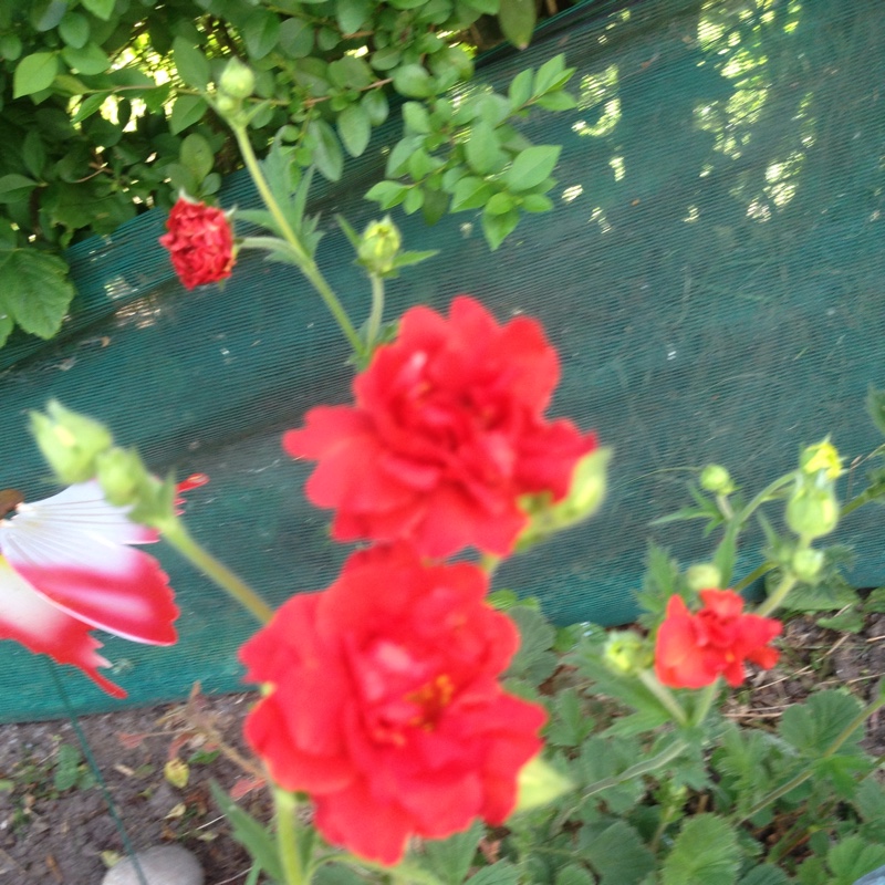 Plant image Geum rivale 'Bell Bank'