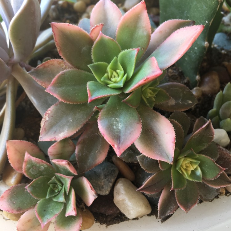 plant image 318025