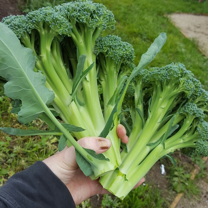 Plant image Brassica Oleracea var. Italica 'Autumn Spear'