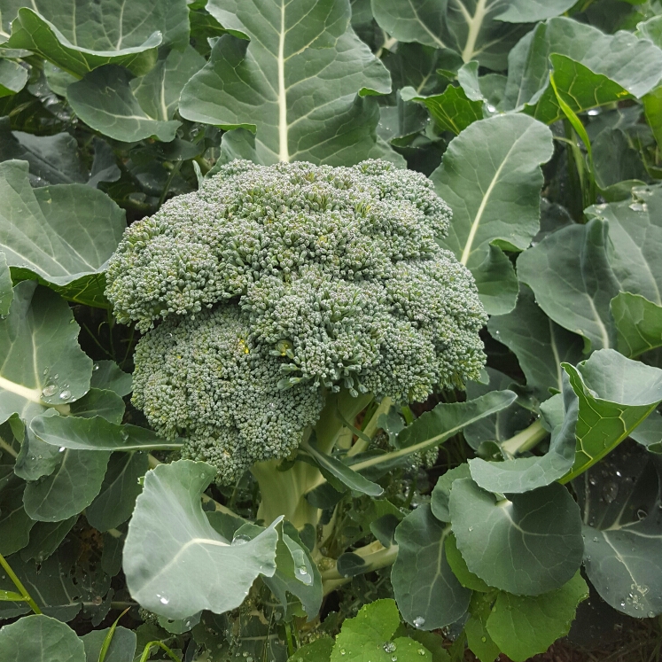 Plant image Brassica Oleracea var. Italica 'Autumn Spear'