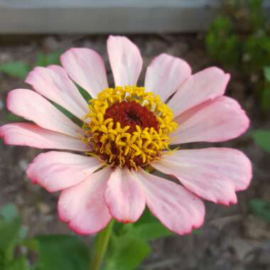 Zinnia elegans
