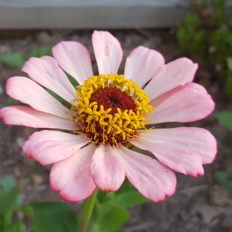 plant image 297773
