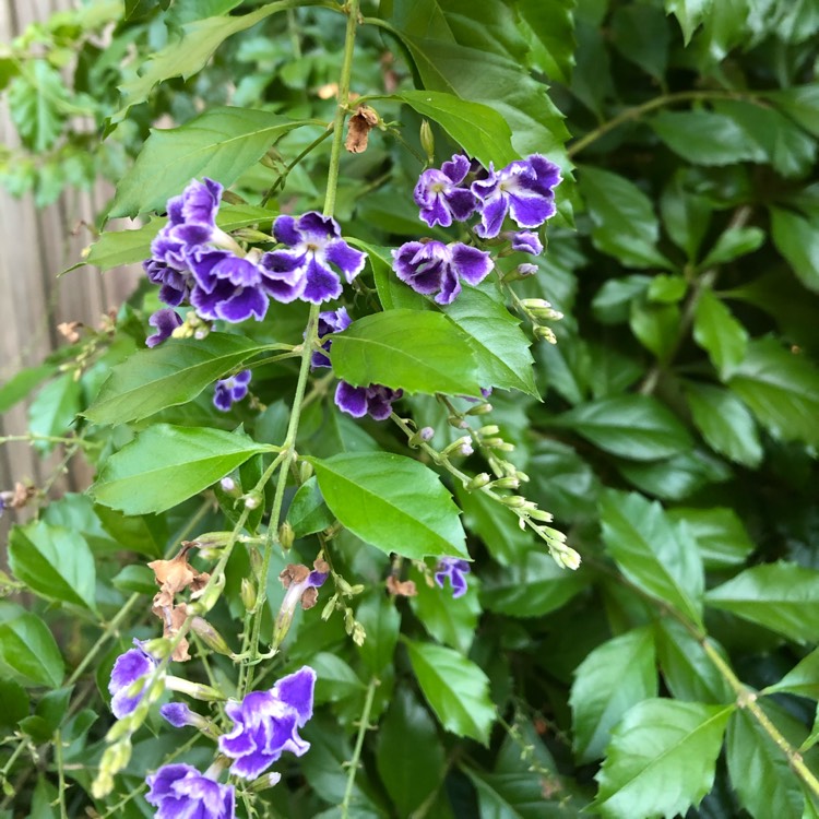 Plant image Duranta erecta 'Sapphire Showers'